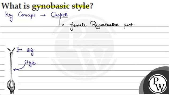 What is gynobasic style?