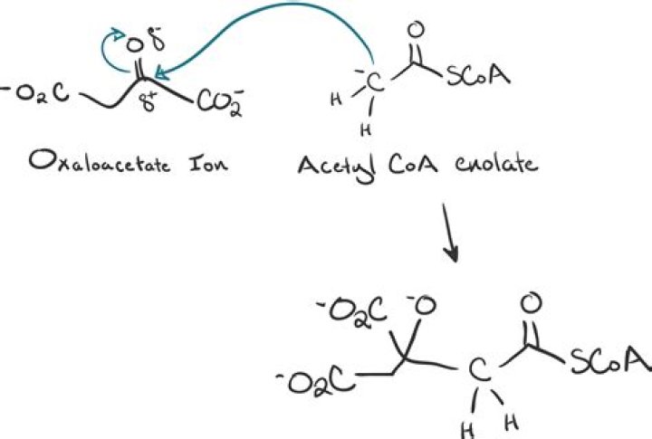 What is oxaloacetate made from?