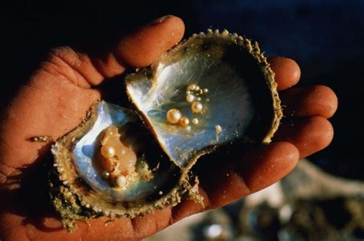 What is pearl shell called?