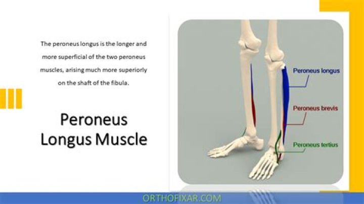 What is peroneus longus?