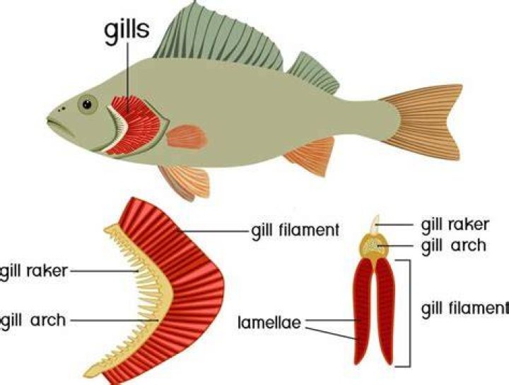 What is the definition of gills?