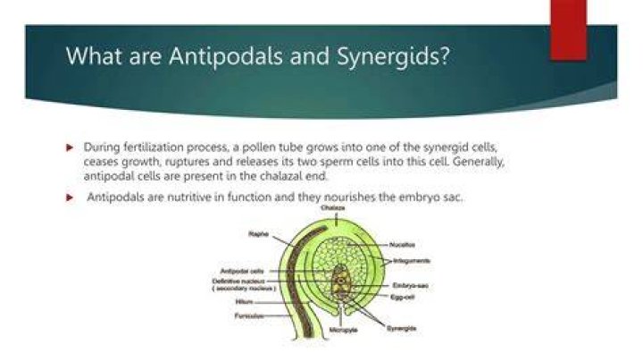 What is the function of synergids and antipodal cells?