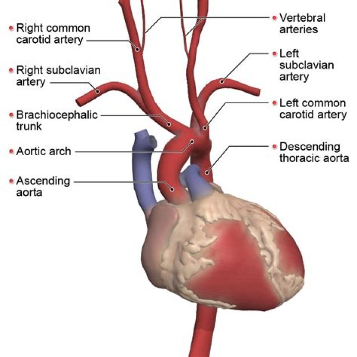 What is the function of the mylohyoideus?