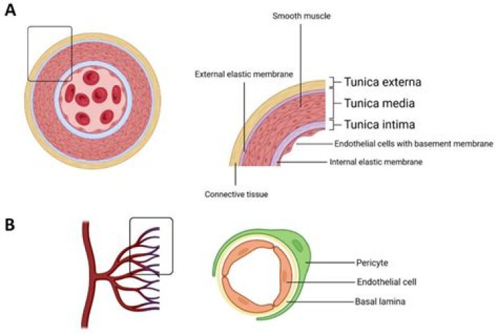 What is the function of the tunica intima?