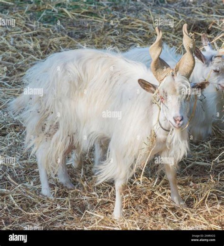 What is the meaning of aegagrus hircus?
