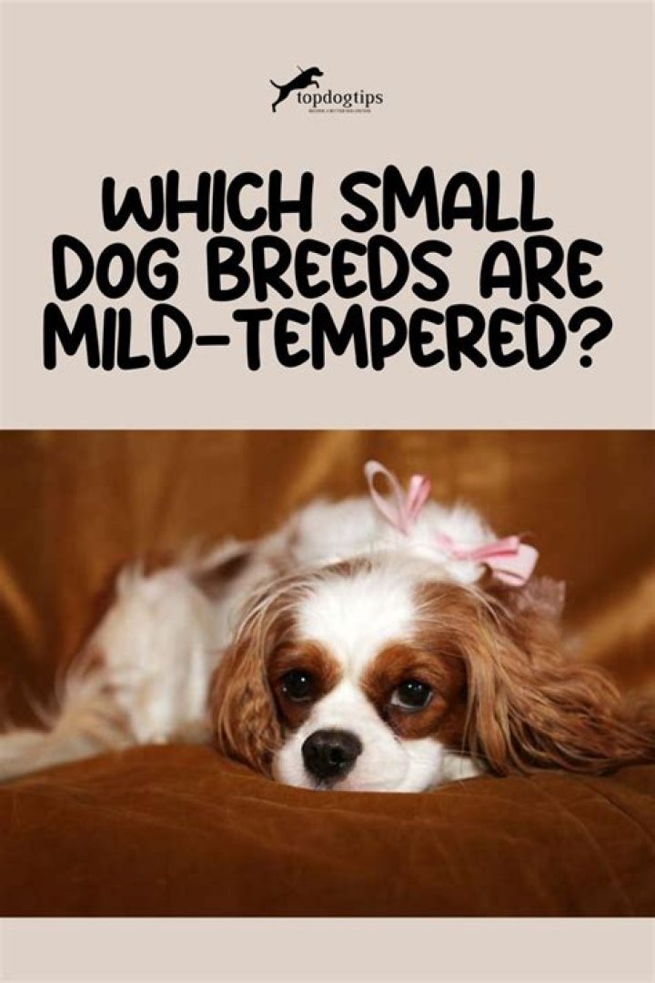 What is the most mild tempered dog?