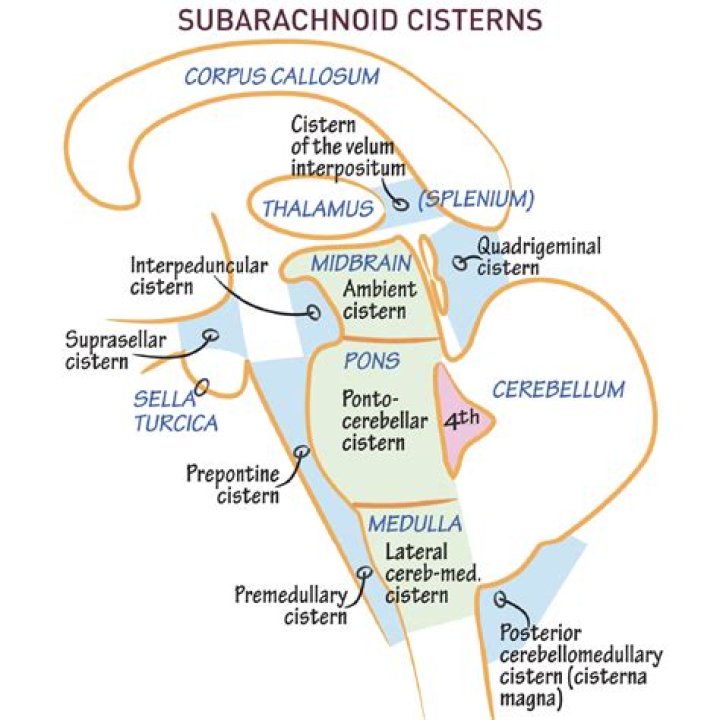 What is the pontocerebellar cistern?