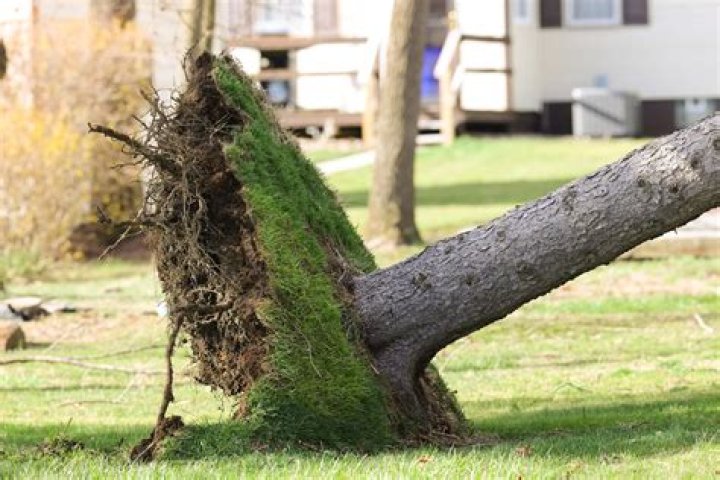 What is uprooted a retelling of?