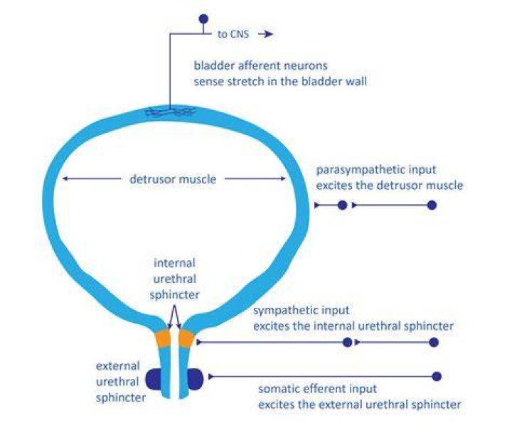 What is urethral sphincter hypotonus?