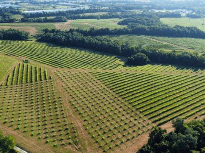What is woodlots in agriculture?