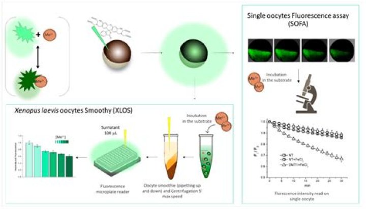What is xenopus oocytes?