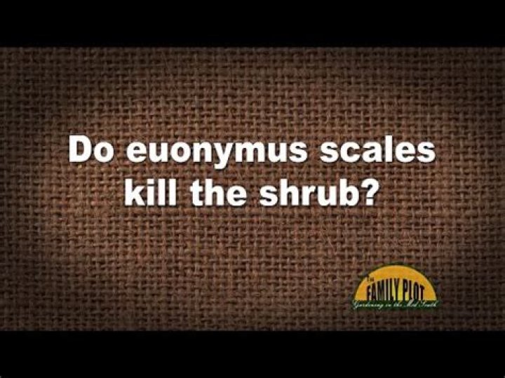 What kills euonymus scale?