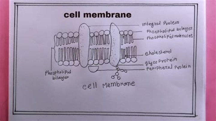 What molecules make up the cell membrane?