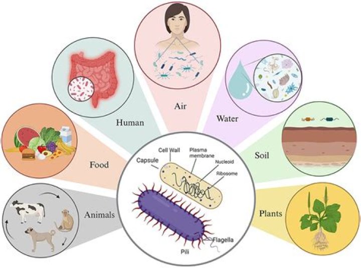 What secretion contains bacteria killing substances?