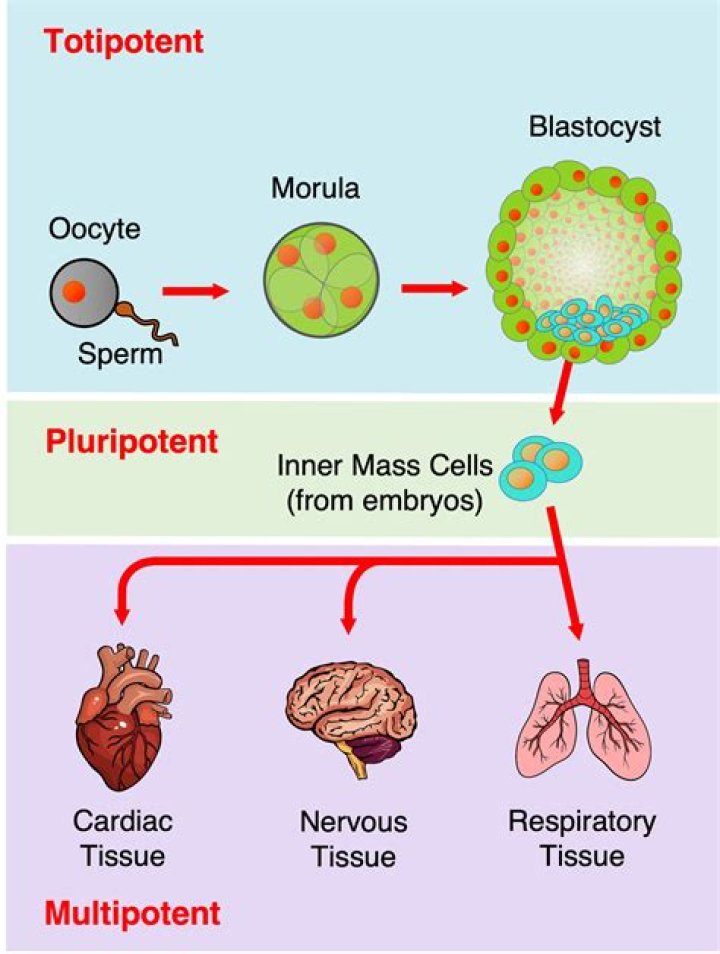 What stem cells are totipotent?