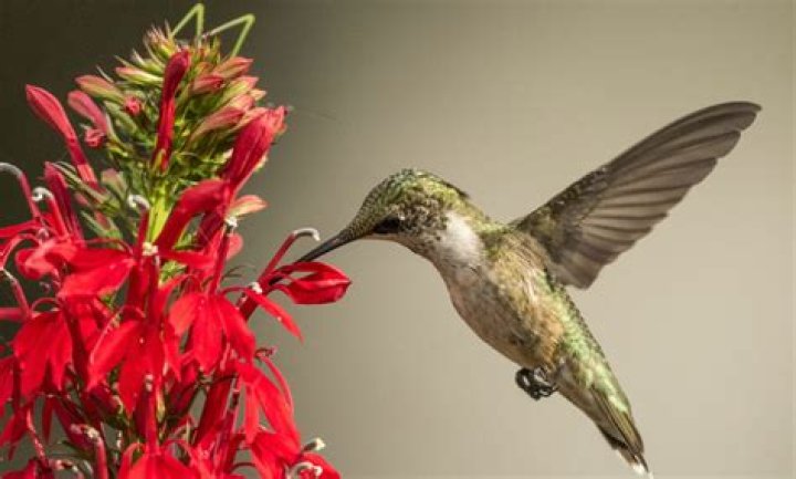 What to feed hummingbirds?