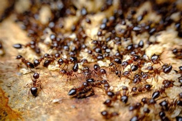 What will kill crazy ants?