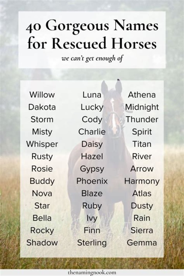 Whats a good name for a boy horse?
