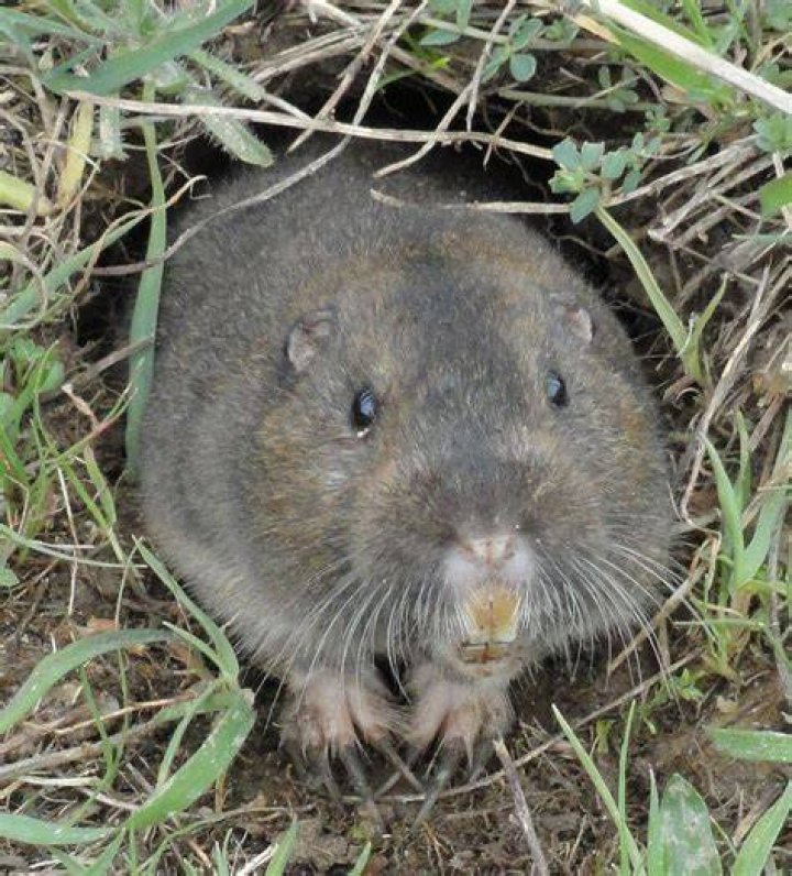 Whats a gopher look like?