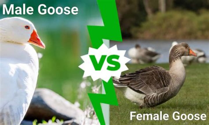 Whats a male goose called?
