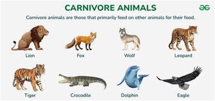 Whats the definition of carnivore?