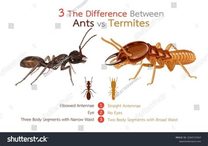 Whats the difference between ant and pismire?