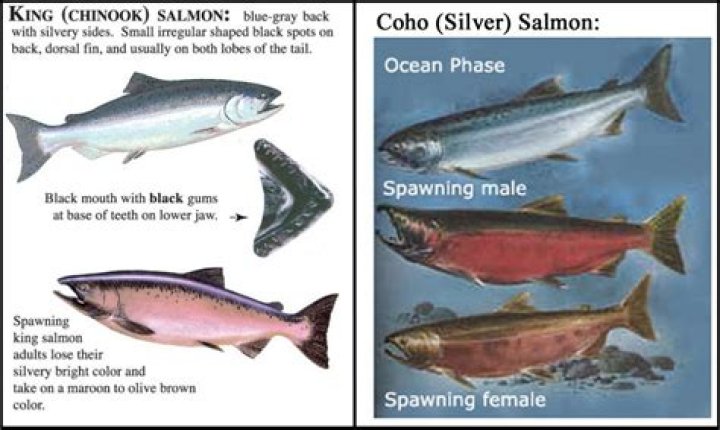 Whats the difference between red and silver salmon?