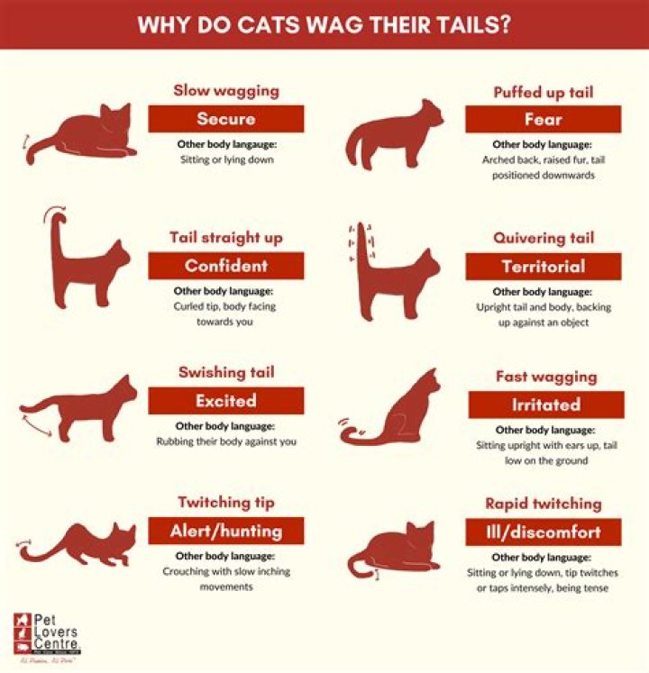 When a cat sits on your lap?