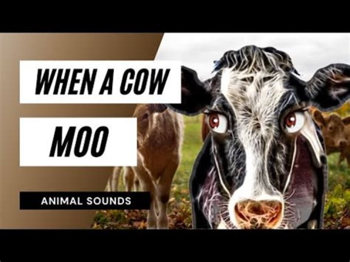 When a cow moos?