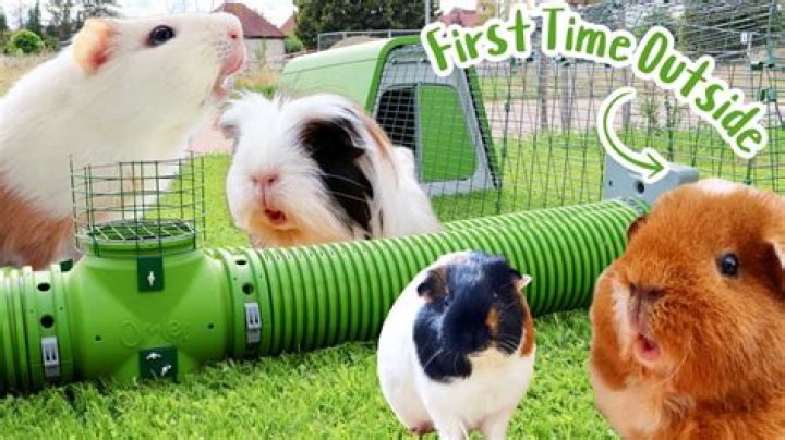 When can guinea pigs live outside?