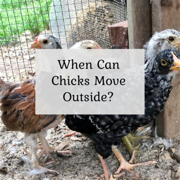 When can orpington chicks go outside?