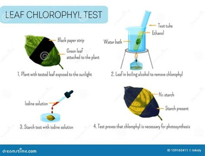 When chlorophyll in leaves breaks down?