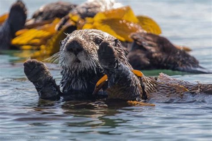 When did sea otters become endangered?