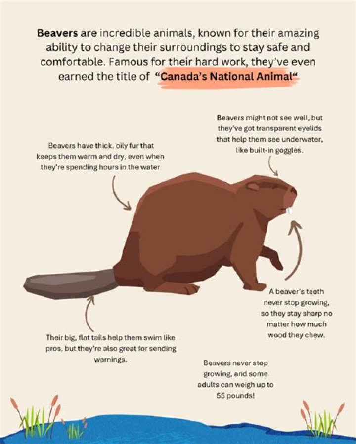 When do beavers come out?
