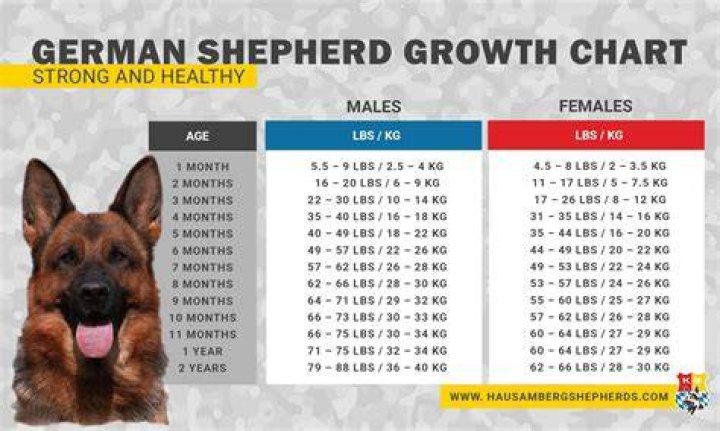 When do gerberian shepsky stop growing?
