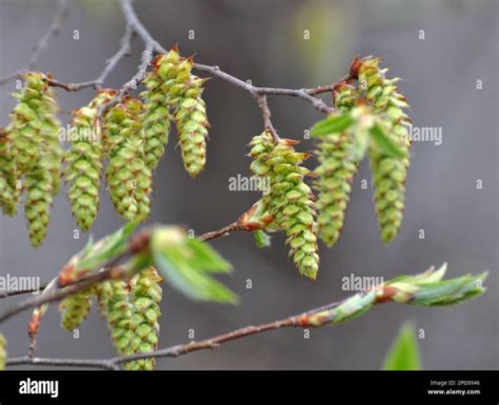 When do hornbeams get their leaves?