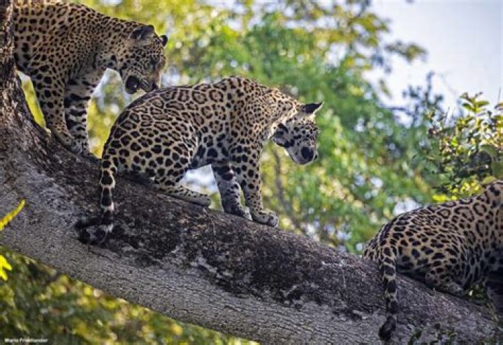 When do jaguars hunt?