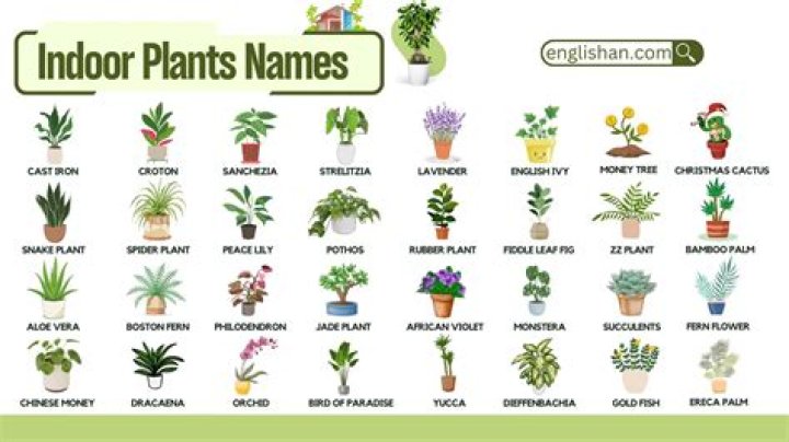 When do you resoil plants?