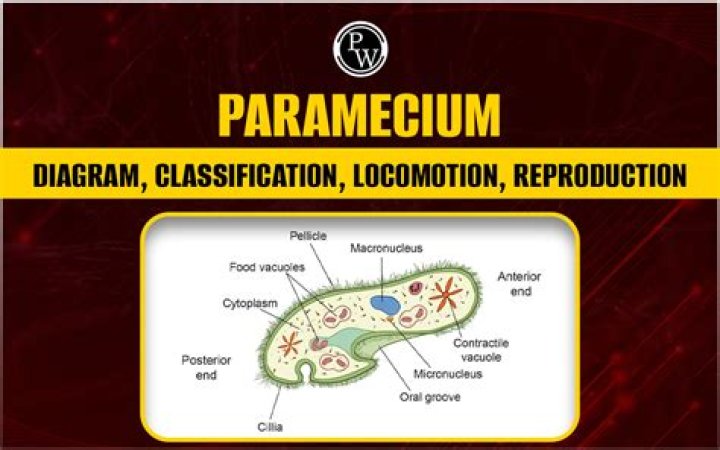When does paramecium move?