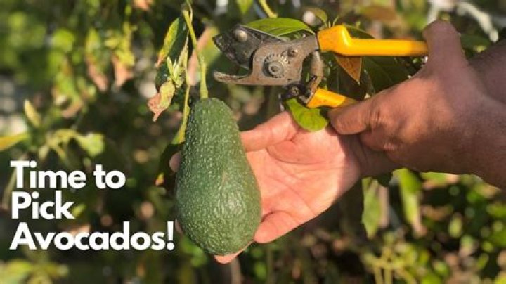 When should tomatillos be picked?