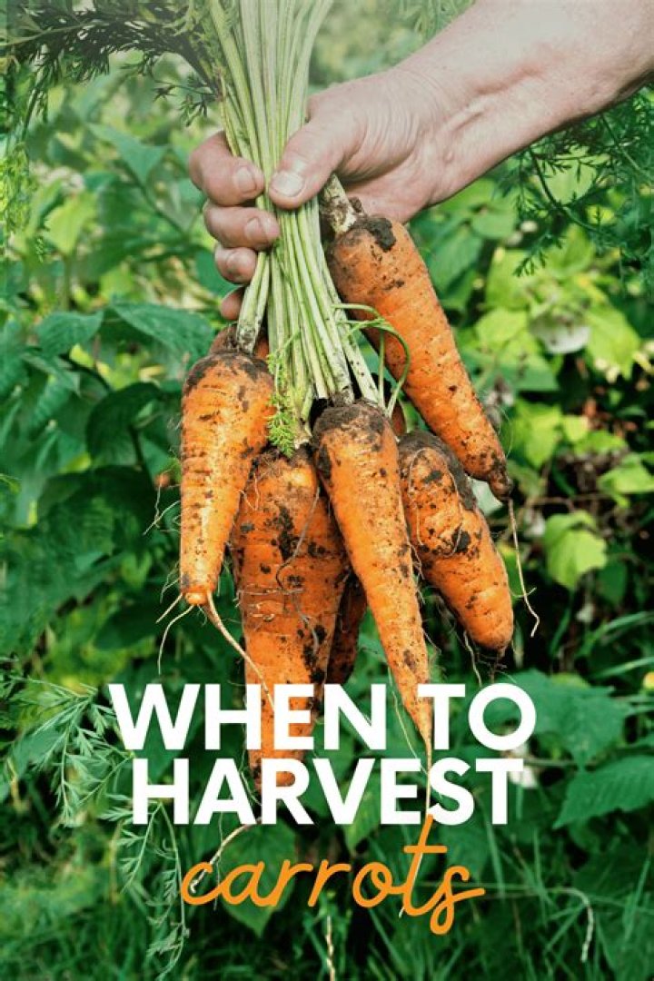 When to harvest pokeroot?