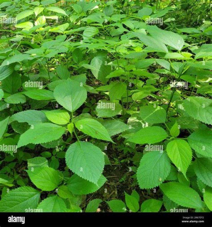 When to plant canadensis?