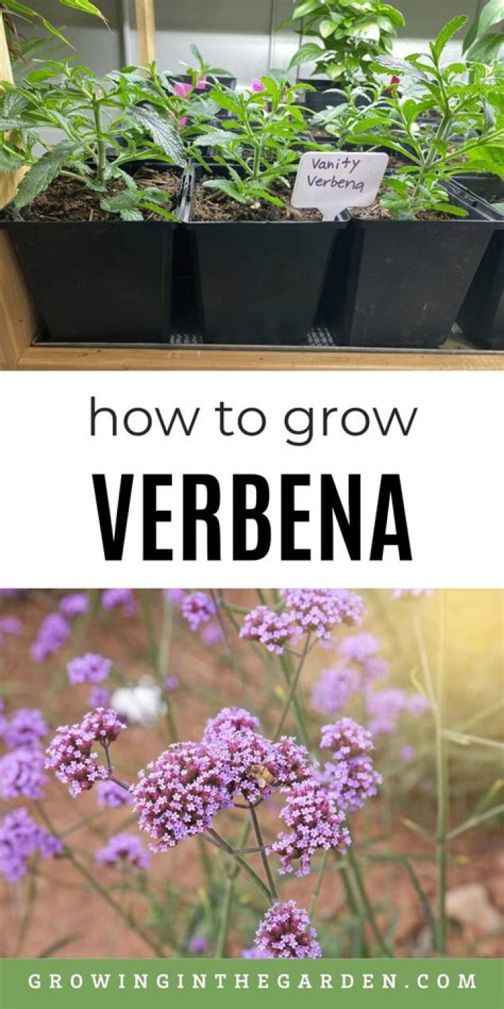 When to plant verbena in georgia?