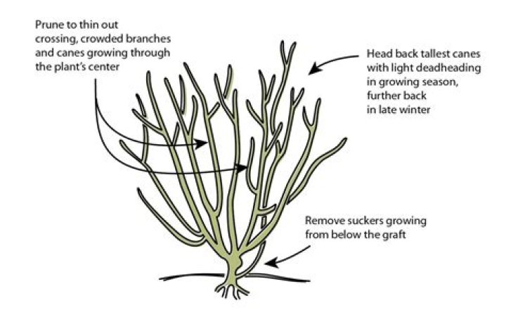 When to prune cistuses?