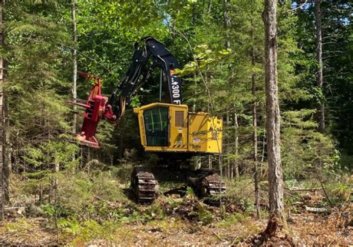 When was the feller buncher invented?