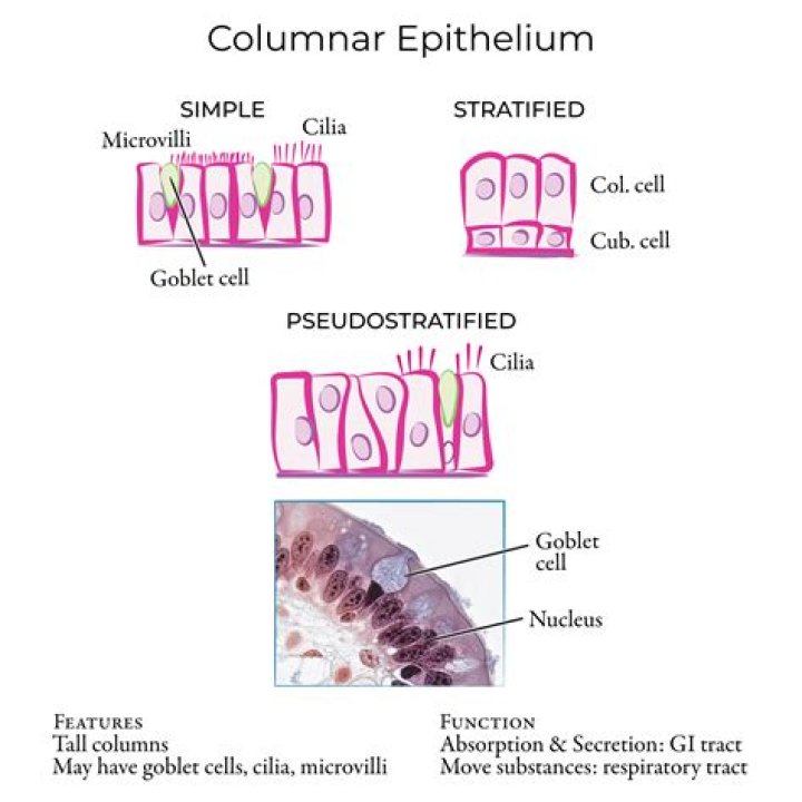 Where are columnar cells found?