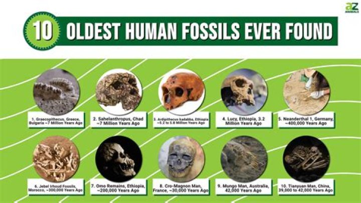 Where are cycad fossils found?
