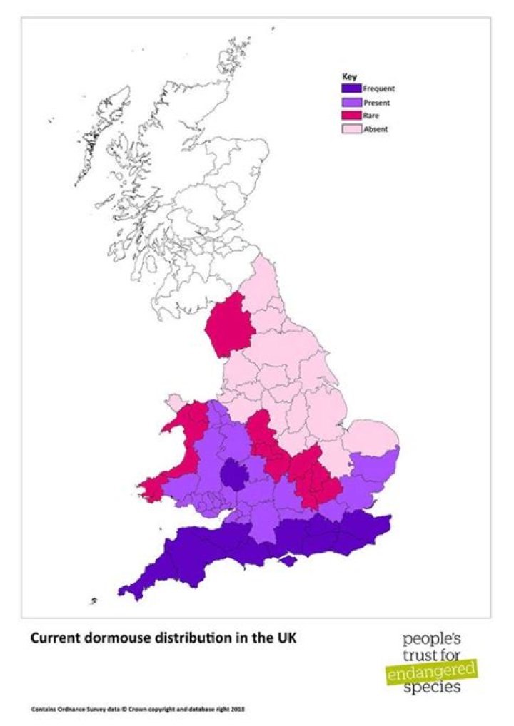 Where are dormice found?
