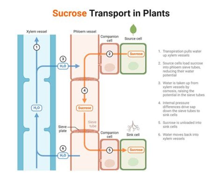 Where are the substances translocated by the phloem delivered?