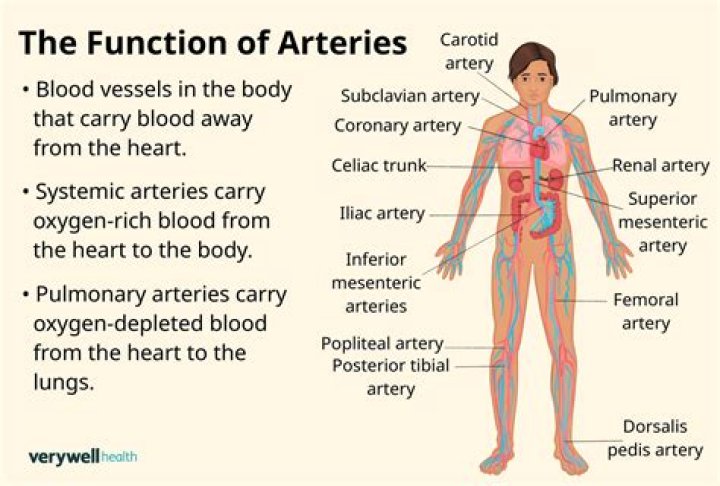Where are your arteries?